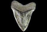 Fossil Megalodon Tooth - South Carolina #110921-1
